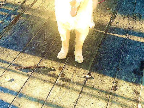 「綺麗な夕日じゃねぇか…ん？」　愛犬の『奇跡の１枚』が強すぎると話題