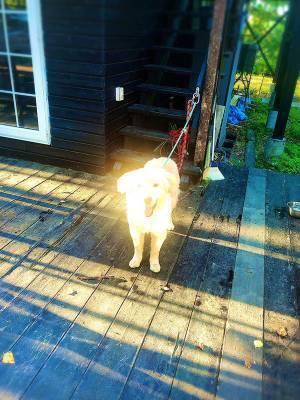 「綺麗な夕日じゃねぇか…ん？」　愛犬の『奇跡の１枚』が強すぎると話題