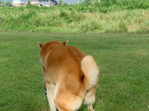 「お腹がよじれるほど笑った」　虹を撮っていた飼い主、すると柴犬が？