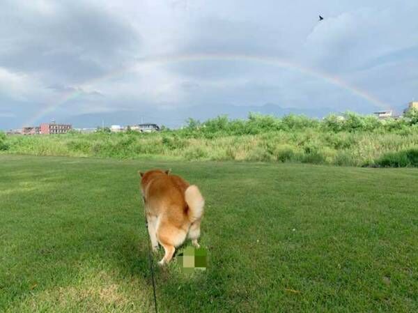 「お腹がよじれるほど笑った」　虹を撮っていた飼い主、すると柴犬が？
