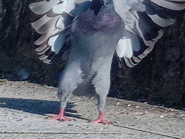 『イケメンすぎるハト』をとらえた１枚に、１３万人が仰天！