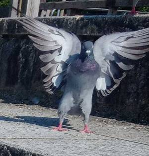 『イケメンすぎるハト』をとらえた１枚に、１３万人が仰天！