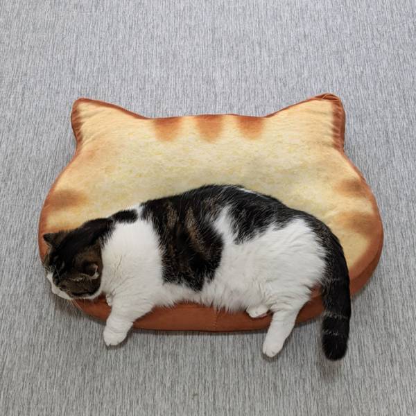 猫をクッションで挟んだ写真が話題に　「ネコトッツォ」