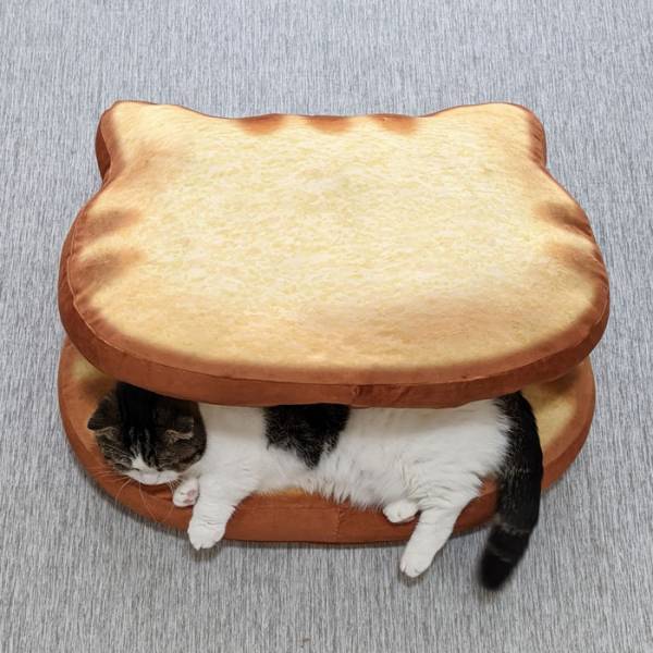 猫をクッションで挟んだ写真が話題に　「ネコトッツォ」