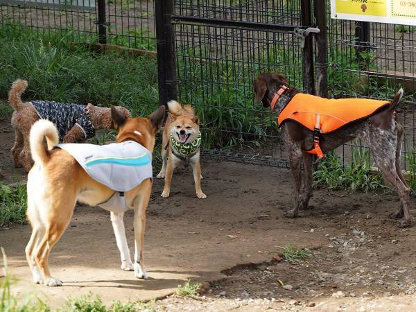 ドッグランでの柴犬に対し、飼い主が？　秀逸な『例え』に「笑った」の声