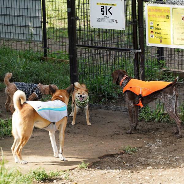 ドッグランでの柴犬に対し、飼い主が？　秀逸な『例え』に「笑った」の声
