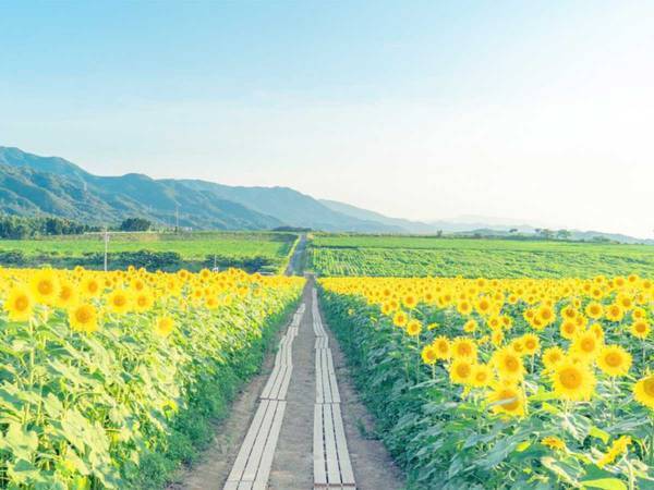 ヒマワリ畑を撮影したら…？　完成した『４枚』に、心が晴れやかになる