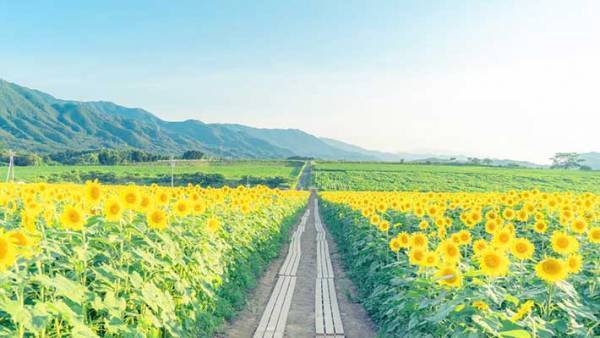 ヒマワリ畑を撮影したら…？　完成した『４枚』に、心が晴れやかになる