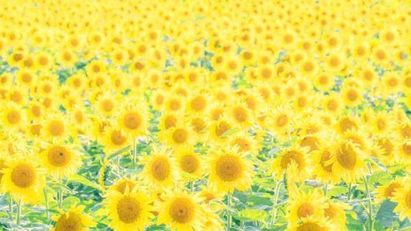 ヒマワリ畑を撮影したら…？　完成した『４枚』に、心が晴れやかになる