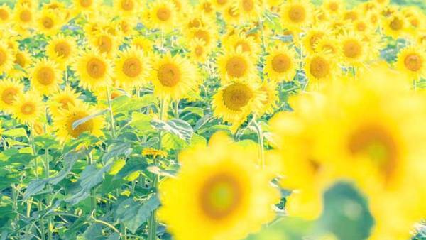 ヒマワリ畑を撮影したら…？　完成した『４枚』に、心が晴れやかになる
