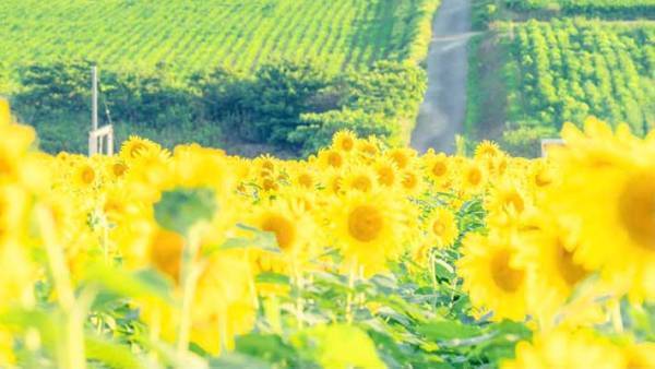 ヒマワリ畑を撮影したら…？　完成した『４枚』に、心が晴れやかになる