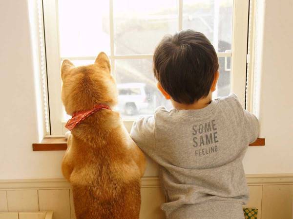 ２歳の娘が叱られているのを見て、柴犬がとった行動とは