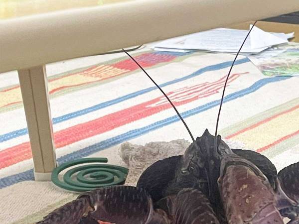 換気して外出した男性、まさかの侵入者に「これが離島暮らしの現実」