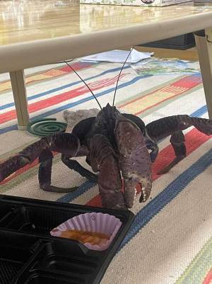 換気して外出した男性、まさかの侵入者に「これが離島暮らしの現実」