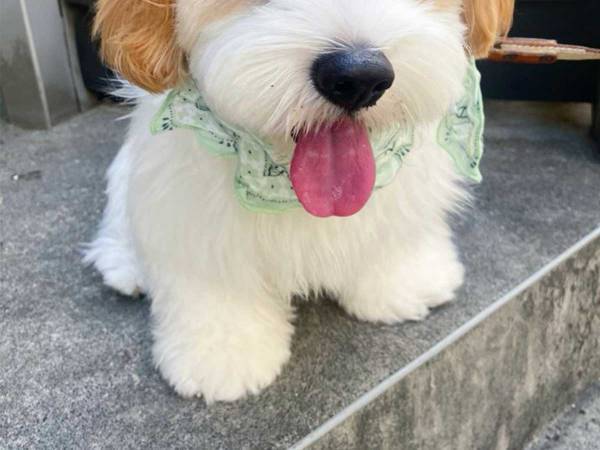 「暑い無理です」　散歩に出かけた子犬の１枚が話題に