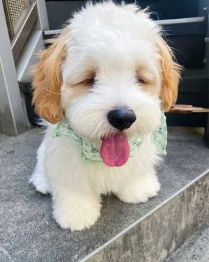 「暑い無理です」　散歩に出かけた子犬の１枚が話題に