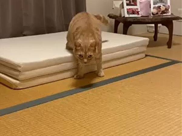 「よっこらしょ」　段差から降りようとする猫、次の瞬間？