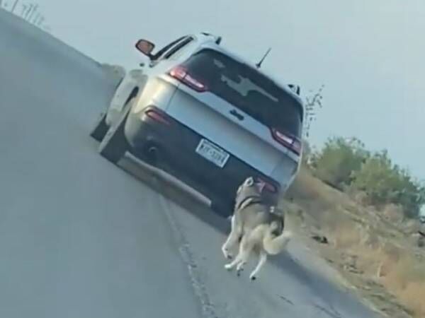 道路わきで車から降ろされた犬 続く展開に目を疑う 胸が張り裂けそう 21年8月4日 ウーマンエキサイト 1 3