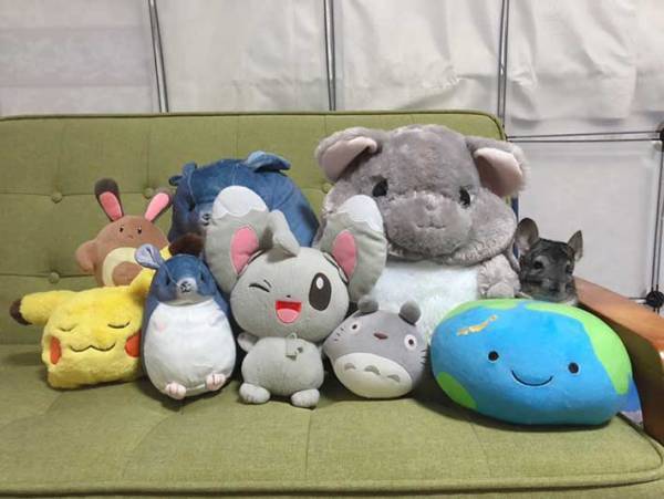 「笑った」「これは確信犯」　飼い主が部屋中探したチンチラの姿がこちら