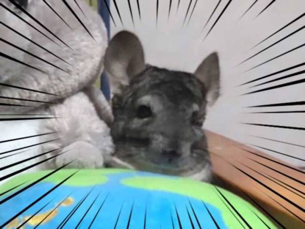 「笑った」「これは確信犯」　飼い主が部屋中探したチンチラの姿がこちら