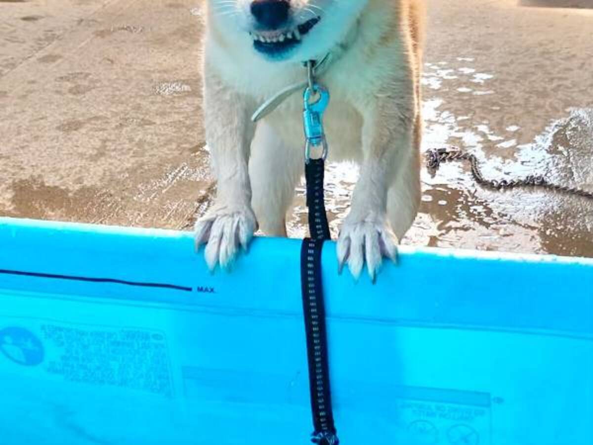 プールは犬の縄張りなので家族であっても威嚇します 表情がガチです 21年8月4日 ウーマンエキサイト 1 2