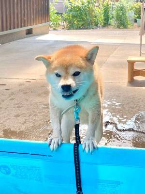 「プールは犬の縄張りなので家族であっても威嚇します」　表情がガチです