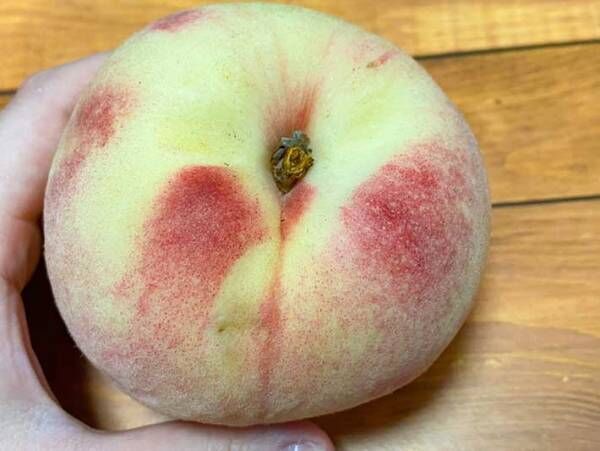 美味しい桃を見分ける４つのポイント　表面の白い点は多いほうがいい？