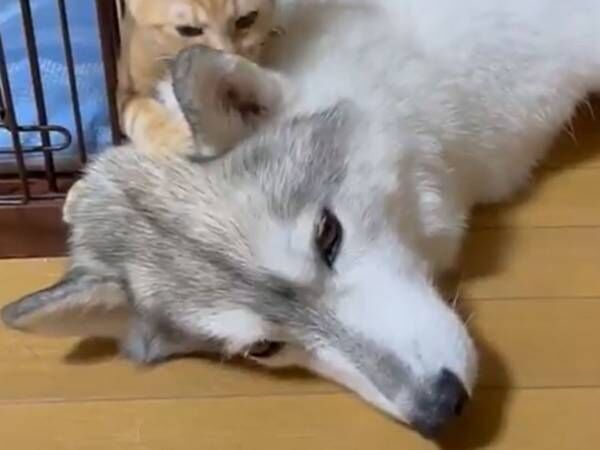 シベリアンハスキー やれやれ やんちゃな子猫に 深いため息 21年8月5日 ウーマンエキサイト 1 2 シベリアンハスキー やれやれ やんちゃな子猫に 深いため息 21年8月5日 ウーマンエキサイト 1 2