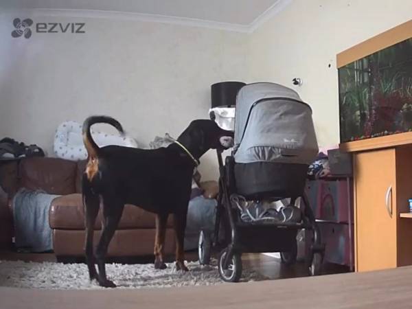 泣いている赤ちゃんに気付いた犬が？　「なんて優しい子」「泣けてきた」