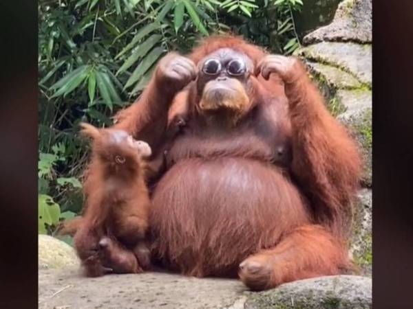 サングラスを拾ったオランウータンが？　「かっこいい」「かしこ過ぎる」
