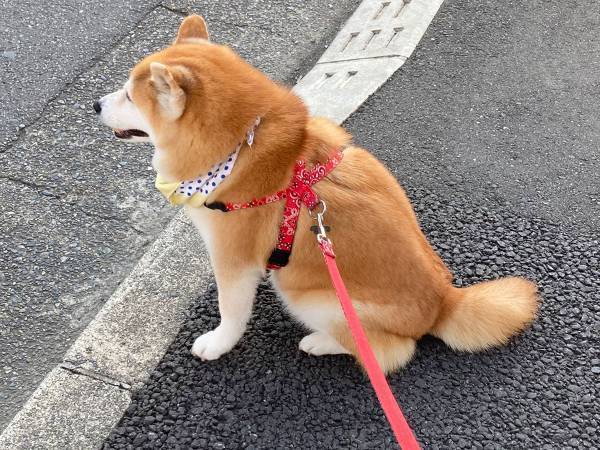 通行人に話しかけられた柴犬が？　見せた反応に「かわいい！」