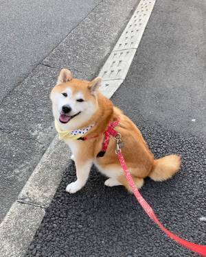 通行人に話しかけられた柴犬が？　見せた反応に「かわいい！」