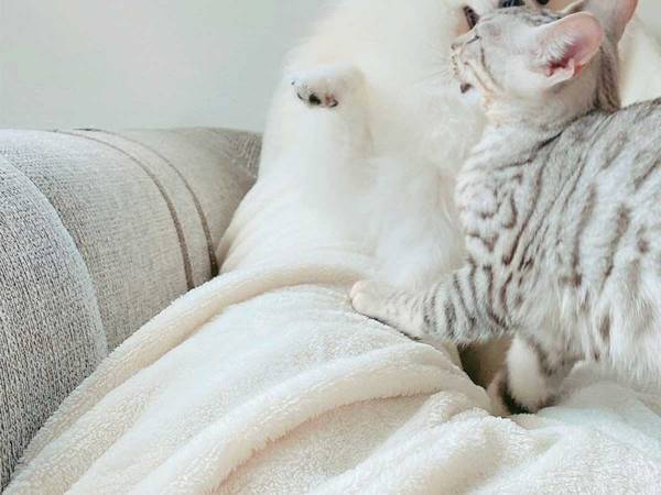 「これが注射の副反応で横になっている夫の上」　羨ましすぎる１枚が話題に