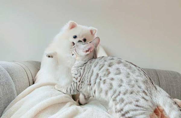 「これが注射の副反応で横になっている夫の上」　羨ましすぎる１枚が話題に