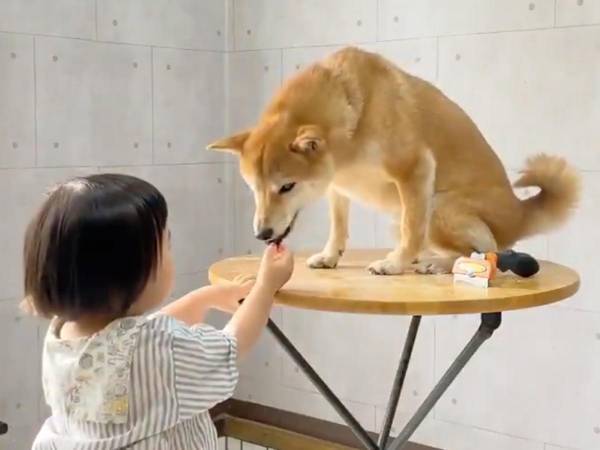 柴犬のカットをしていたら、２歳児が…？　最高のやりとりに、心奪われる人が続出