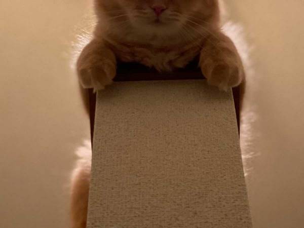 階段に怪しい影、見上げてみると？　正体に１２万人がいいね！