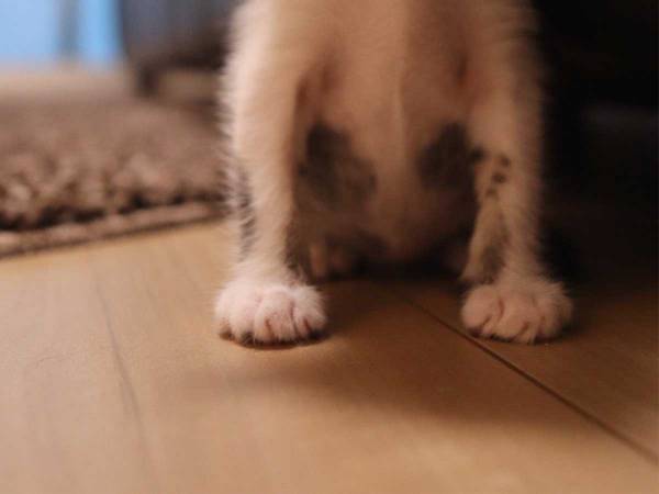 遊び疲れてしまった子猫、とらえた１枚にキュン死する人が続出！