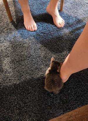 遊び疲れてしまった子猫、とらえた１枚にキュン死する人が続出！