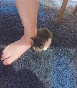 遊び疲れてしまった子猫、とらえた１枚にキュン死する人が続出！