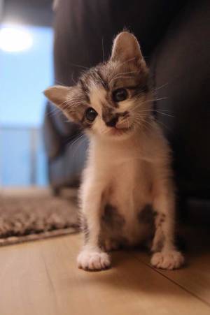 遊び疲れてしまった子猫、とらえた１枚にキュン死する人が続出！