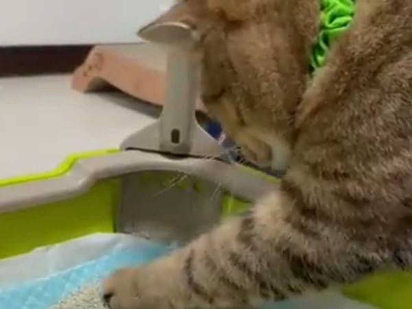 まるで職人…！　新しいトイレの砂に気付いた猫が？