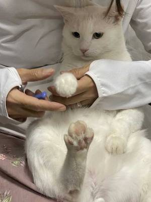 爪切り中の猫の表情にツボる人続出！　「感情が顔に…」の声が上がった姿とは