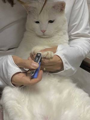 爪切り中の猫の表情にツボる人続出！　「感情が顔に…」の声が上がった姿とは