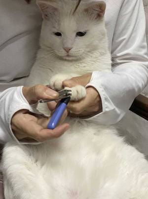 爪切り中の猫の表情にツボる人続出！　「感情が顔に…」の声が上がった姿とは