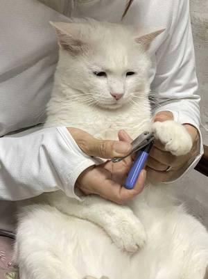 爪切り中の猫の表情にツボる人続出！　「感情が顔に…」の声が上がった姿とは