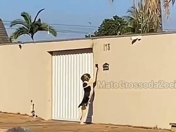 家に入りたくて門の前で吠えている犬　次の瞬間、驚きの行動に出る！