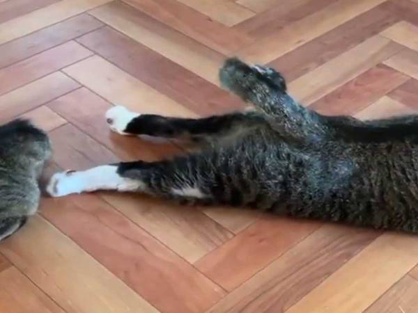 胴体着陸する猫が話題に　５秒間の動画に１１万人がいいね！