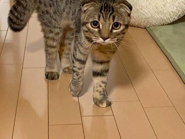 顔パック姿の飼い主を見た猫　最高の反応に「漫画か？」「１００点」