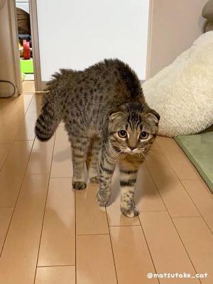 顔パック姿の飼い主を見た猫　最高の反応に「漫画か？」「１００点」