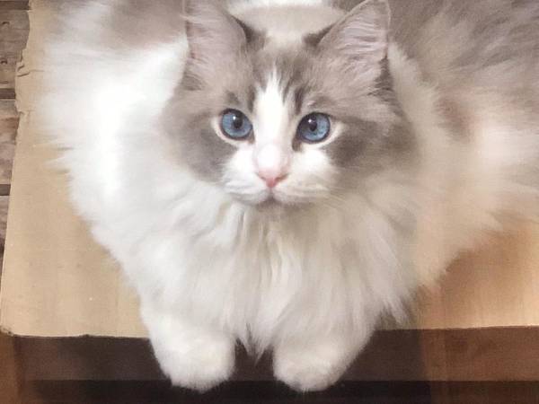 「暑さで溶けだした猫です」　８kgが溶ける姿に「ギャップがすごい」の声